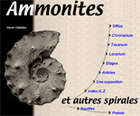 Ammonites Ammonites